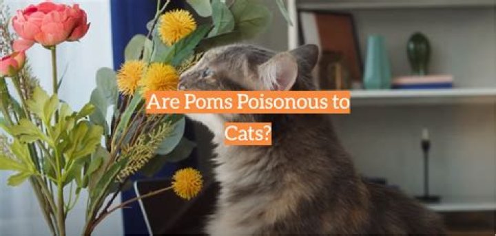 Are pom poms safe for cats? – Celebrity