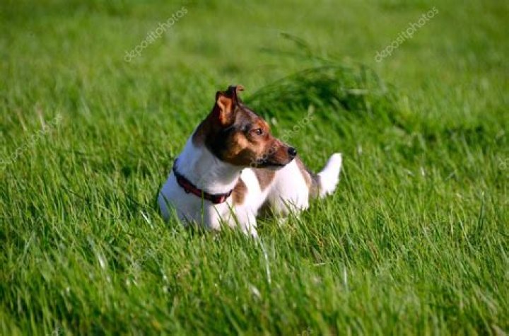 Do Jack Russells have curly tails? – Celebrity