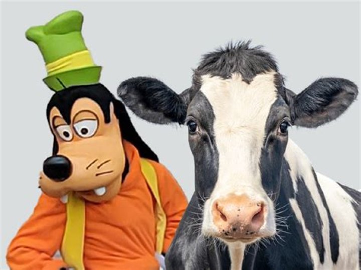 Is Goofy a cow? – Celebrity