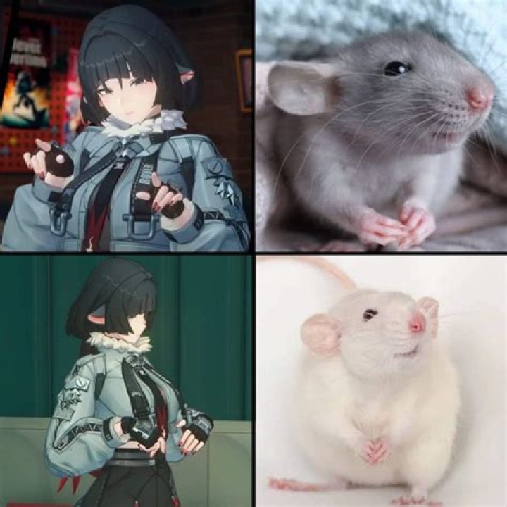 Is Pikachu A Rat Or Mouse? – Celebrity