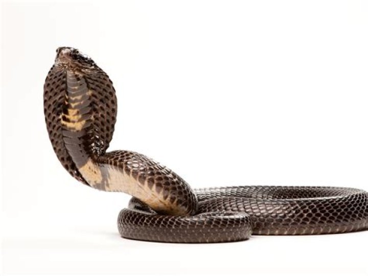 Phoenix radio icon Super Snake Passes Away