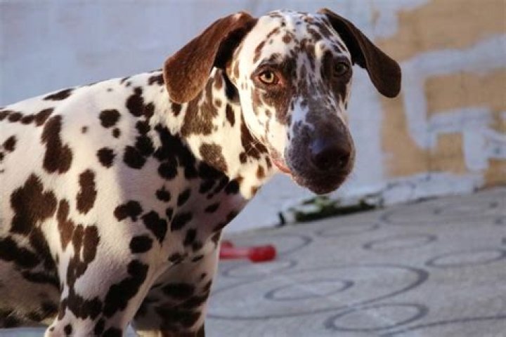 What is a lemon Dalmatian? – Celebrity