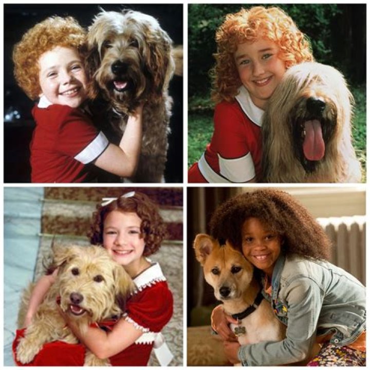 What kind of dog is Sandy in Annie 1999? – Celebrity