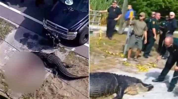 Where Is The Kill Shot For An Alligator? – Celebrity